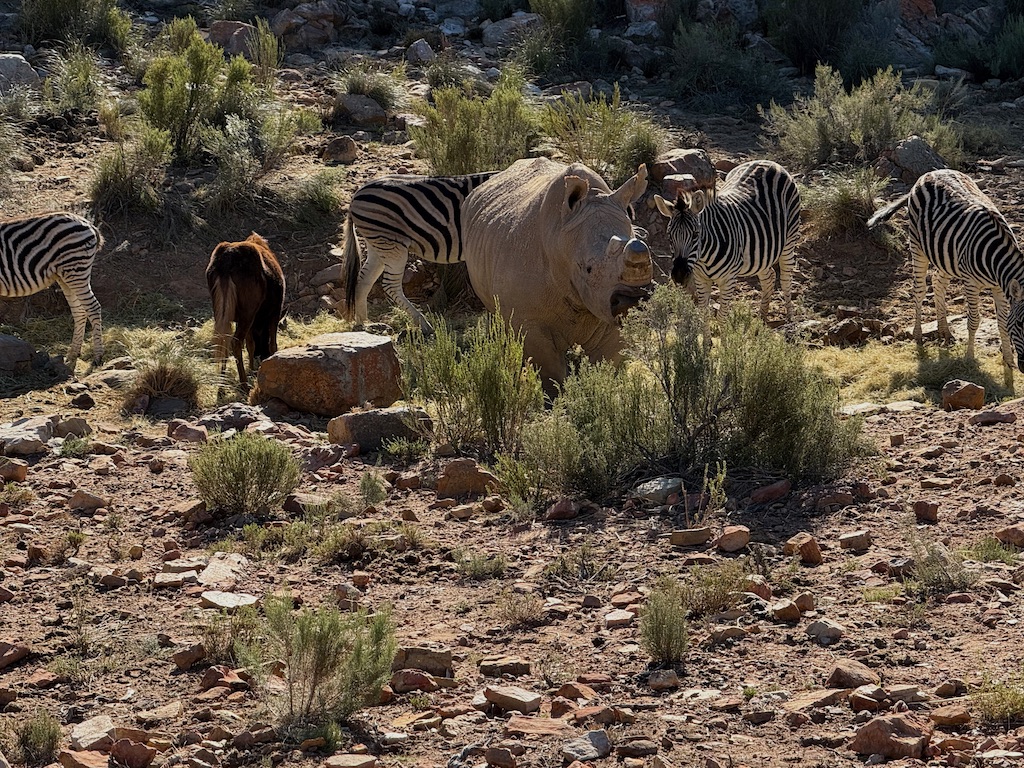 Animals on safari