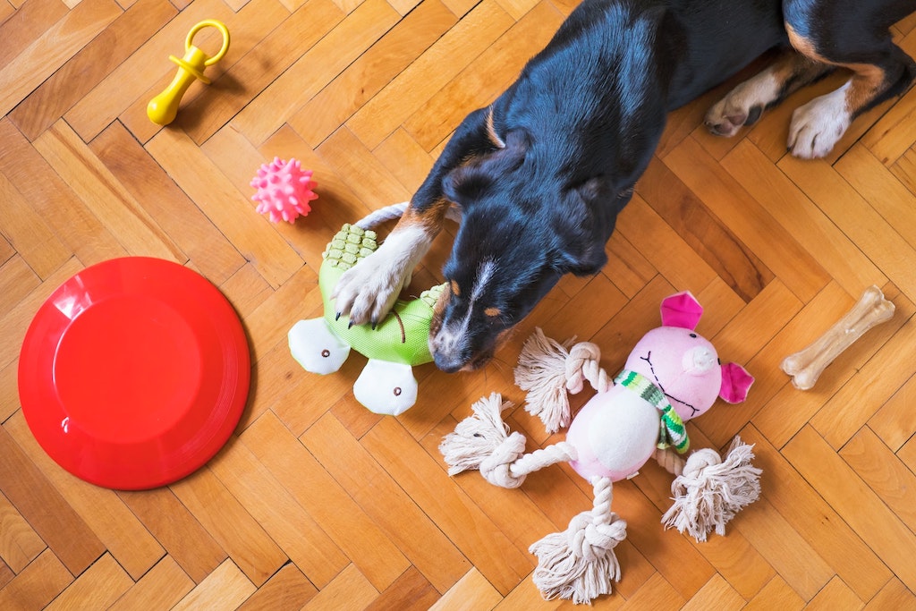 A dog surrounded by toys and treats