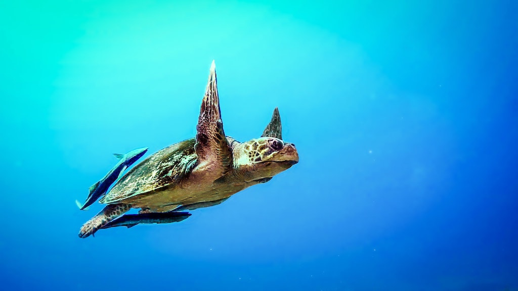 A turtle swimming in the waters of Aruba, one of the best international destinations that are gay & family-friendly