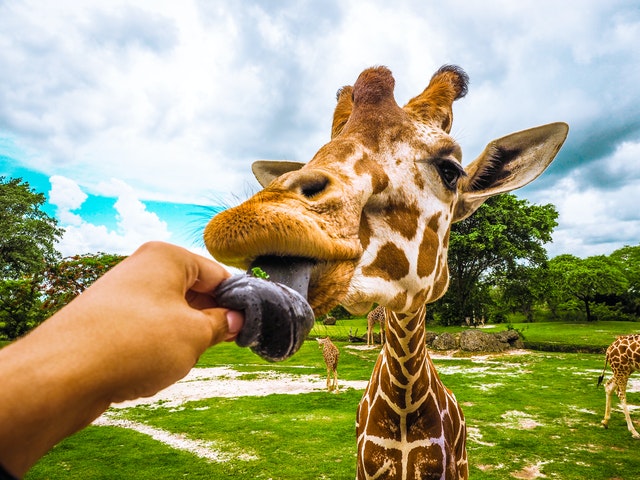 A person feeding a giraffe