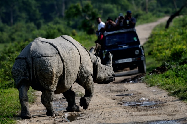 One-horned rhino running towards a truck with people taking pictures riding on it