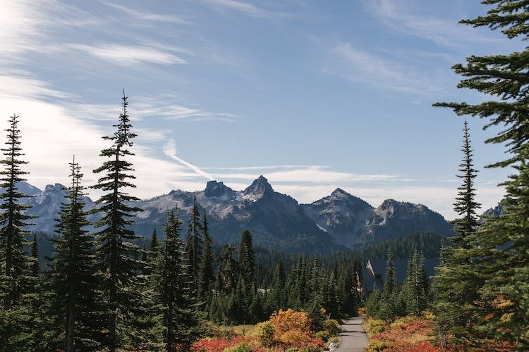 Pine trees and mountains in Rainier, Washington