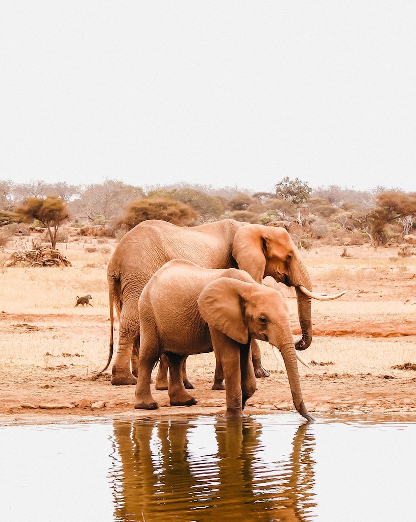 Elephants at Waterhole 
