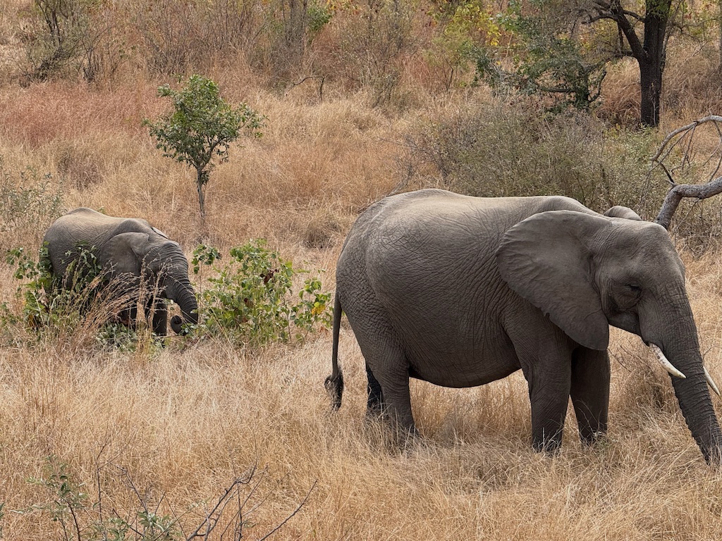 Kruger Elephants