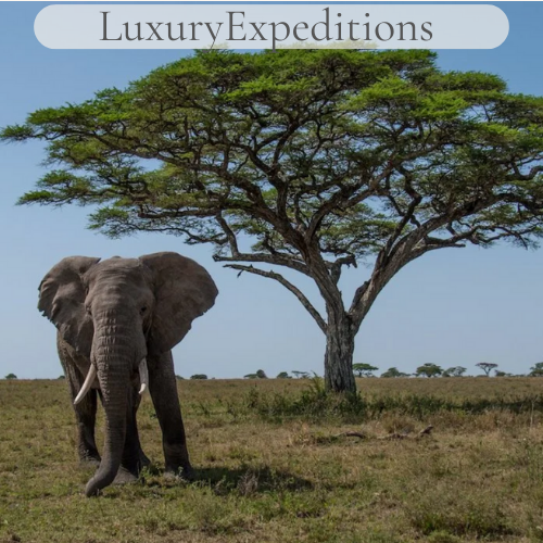 Luxury Expeditions