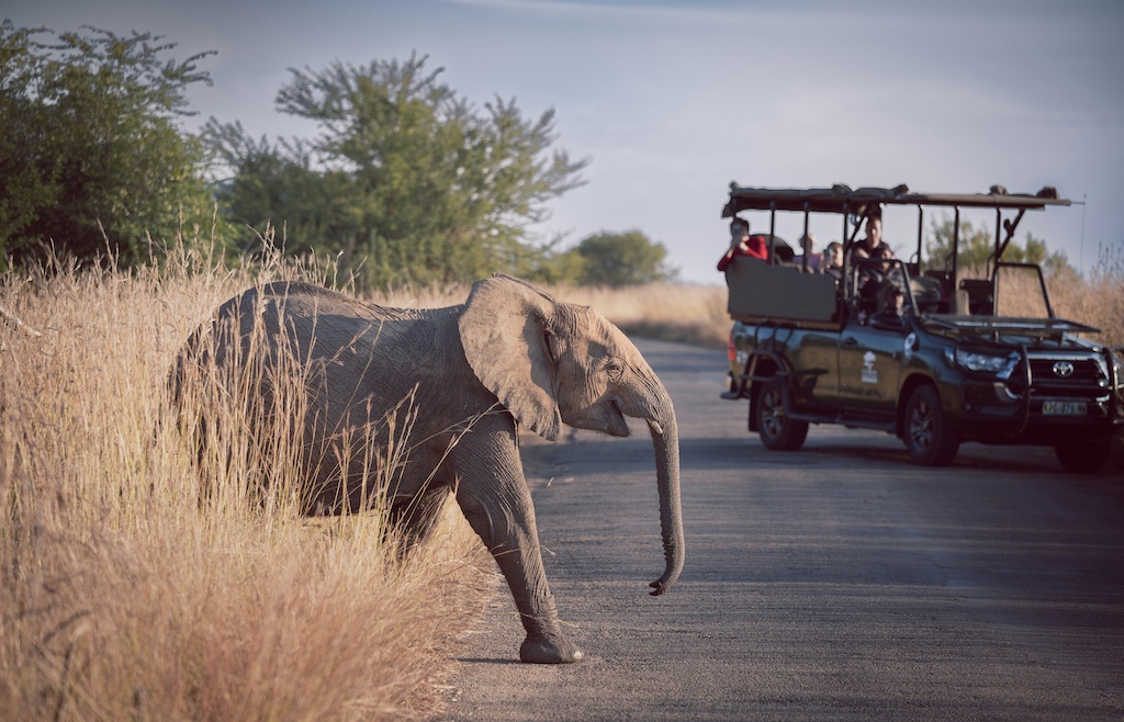 Elephant on Safari